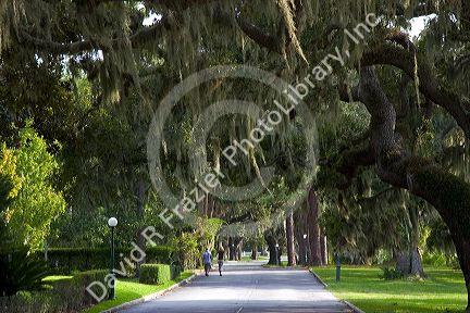 Spanish moss hangs from trees on Jekyll Island, Georgia.