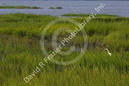 The inland marshes of Jekyll Island, Georgia.