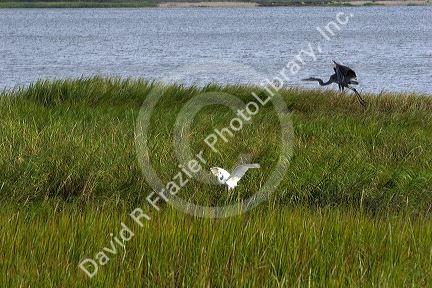 Inland marshes of Jekyll Island, Georgia.