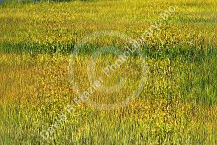 Inland marshes at Darien, Georgia.