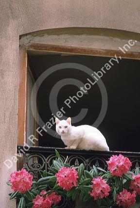 A white cat sits on a balcony in Italy.