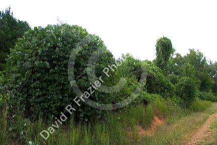 Kudzu vines grow on trees and shrubs along the road in Georgia.