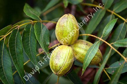 Pecans grow on the tree in Georgia.