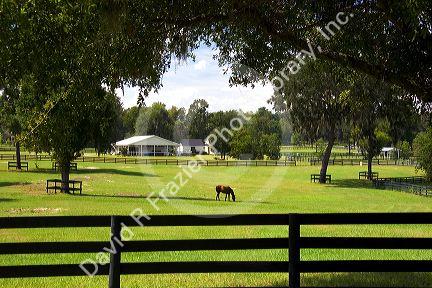 Thoroughbred horse farms in Marion County, Florida.