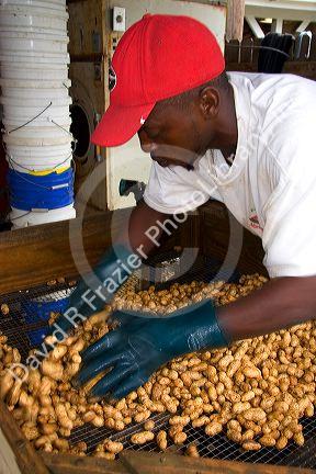 Worker sorting harvested peanuts near Albany, Georgia.