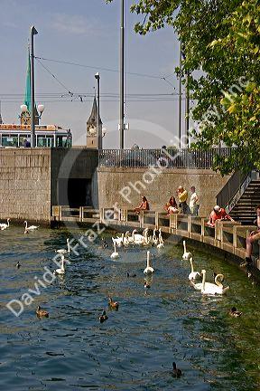 People sit along the Zurichsee feeding swan and duck in Zurich, Switzerland.

switzerland, swiss, europe, european, travel, tourism, swiss alps, alps, alpine, zurich, zurichsee lake, zurichsee, lake, swan, duck, birds, feed