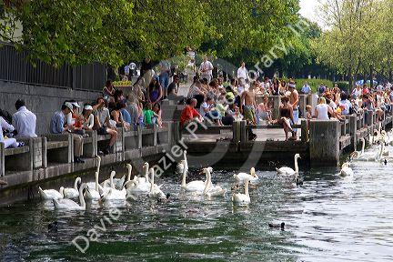 People sit along the Zurichsee feeding swan and duck in Zurich, Switzerland.

switzerland, swiss, europe, european, travel, tourism, swiss alps, alps, alpine, zurich, zurichsee lake, zurichsee, lake, swan, duck, birds, feed