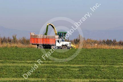 Chopped alfalfa hay harvest in Fruitland, Idaho.