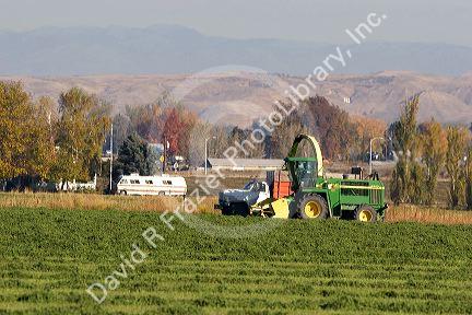 Chopped alfalfa hay harvest in Fruitland, Idaho.