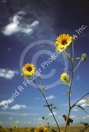 Wild sunflowers along the road in Idaho.