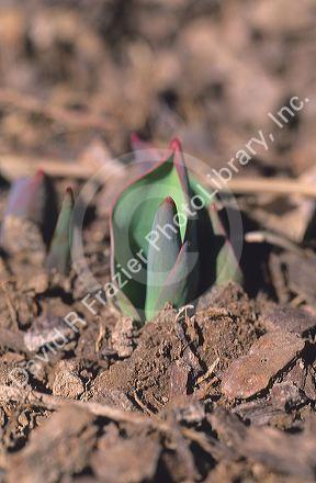 A tulip sprouting out of the ground in spring.