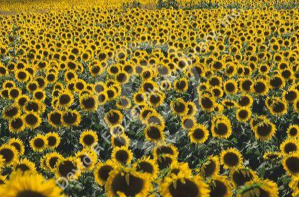 Sunflower field in Kansas.