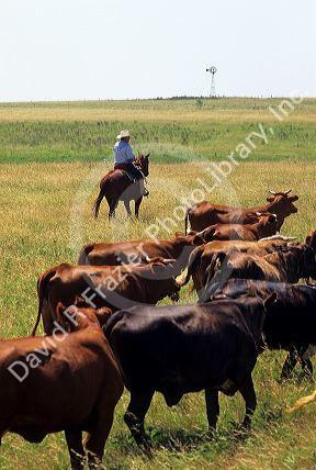Rancher on horseback herding cattle north of Fort Worth, Texas.