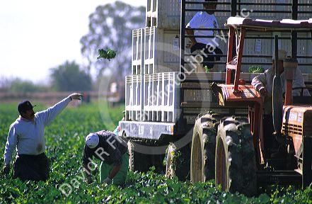 Broccoli harvest in the Imperial Valley of California.