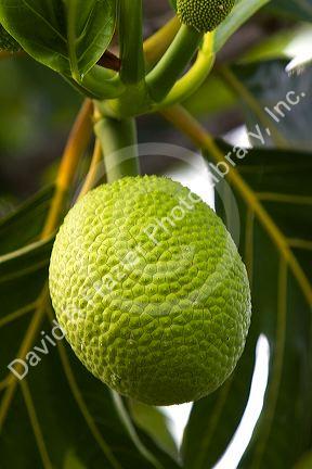 Breadfruit on a tree on the Big Island of Hawaii.
