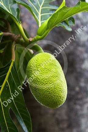 Breadfruit growing on a tree on the Big Island of Hawaii.