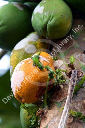 Gold Dust Day Gecko sits on a ripe Papaya on the Big Island of Hawaii.