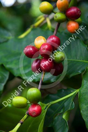 Coffee berries grow on a coffee plant on the Big Island of Hawaii.