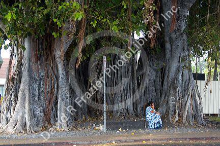 Banyan tree at Kailua-Kona on the Big Island of Hawaii.