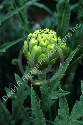 Globe artichoke.