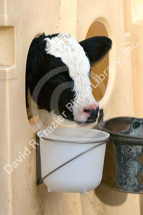 A dairy calf feeding on a farm in Utah.