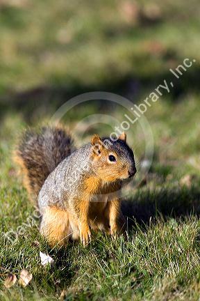 A squirrel in Boise, Idaho.