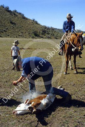 Branding cattle on an Idaho ranch.
