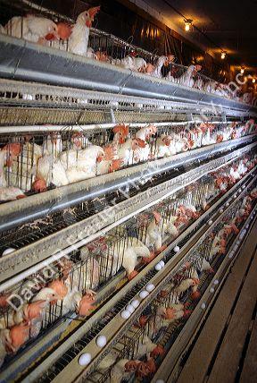 Modern chicken egg farm in Idaho.