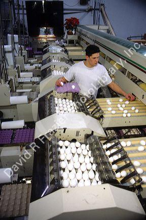 Modern chicken egg grading machine.