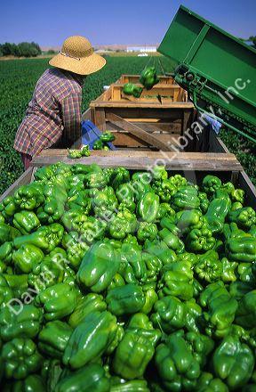 Green bell peppers being harvested.