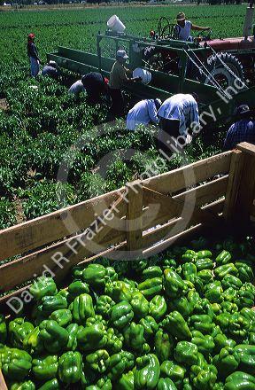 Green bell peppers being harvested.