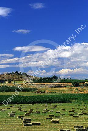 Hay farm scene in southwest Idaho.