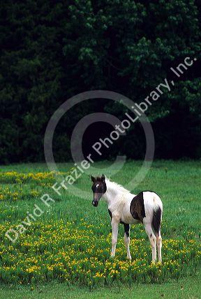 Colt grazing in a pasture with yellow flowers.