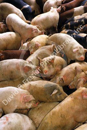 Hogs in pen at market in Oklahoma.