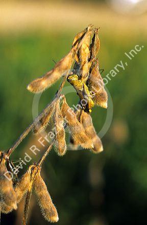 Grasshopper on a soy bean plant.