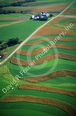 Aerial view of contour strip farming corn and alfalfa hay in Southwest Wisconsin.