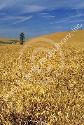 A field of ripe golden wheat near Pendleton, Oregon.