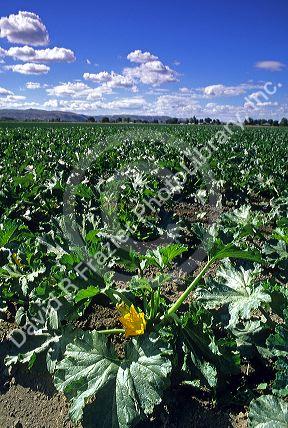 Zucchini squash plants with flowers.