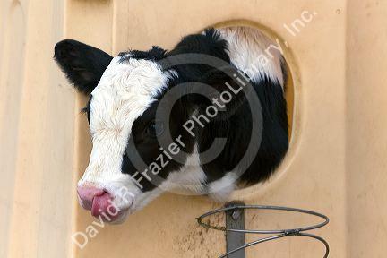 Dairy calf licking it's nose on a farm in Utah.