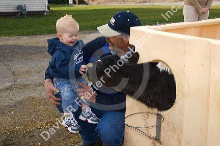 Young boy and dairy calf on a farm in Utah.