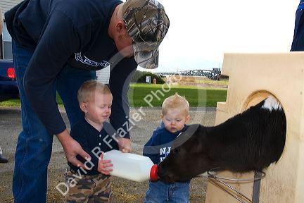 Farmer and his young boys feed a dairy calf with a bottle on a farm in Utah.