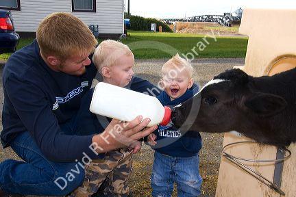A farmer and his boys feed a dairy calf with a bottle on a farm in Utah.