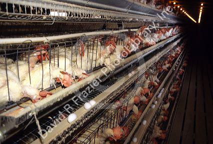 Modern chicken egg farm in Idaho.