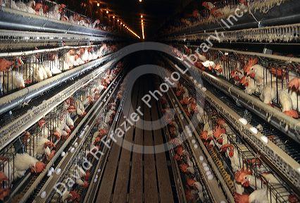 Modern chicken egg farm in Idaho.