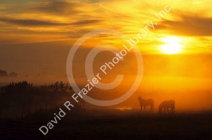 Horse at sunrise.