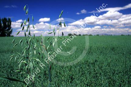Unripe oat plants with inflorescences.