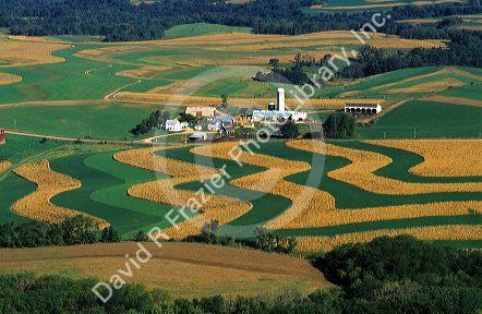 Aerial view of contour strip farming corn and alfalfa hay in Southwest Wisconsin.