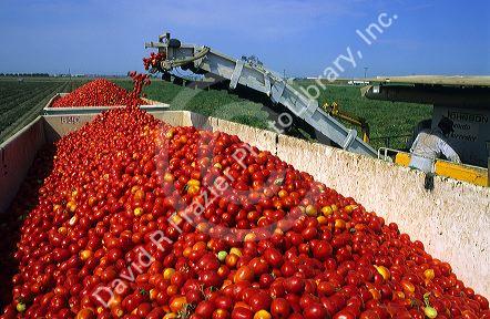 Tomato harvest near Sacramento, California.