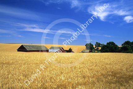 Wheat farm near Pendleton, Oregon.