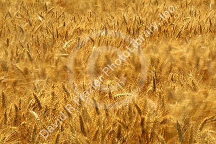 Close up view of a ripe golden wheat field blowing in the wind.